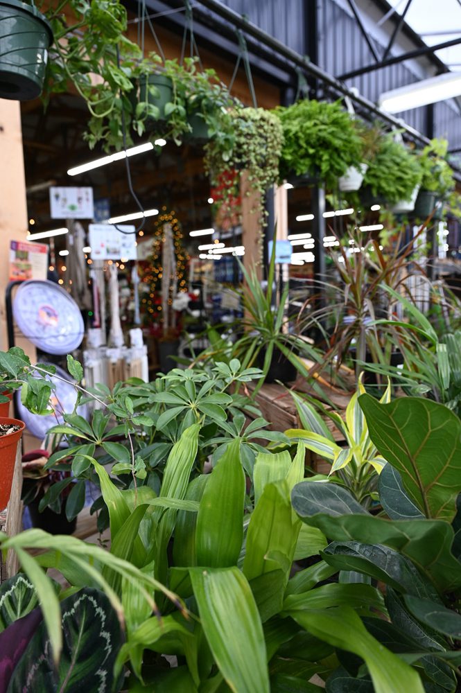 hanging plants and potted plants