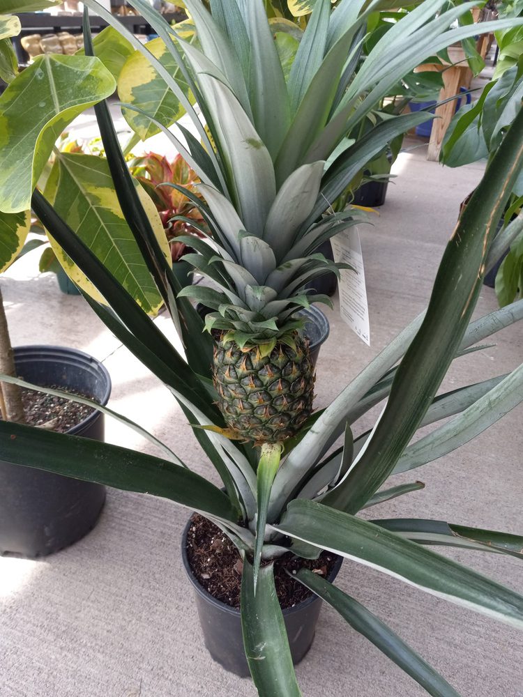 Pineapple Plant