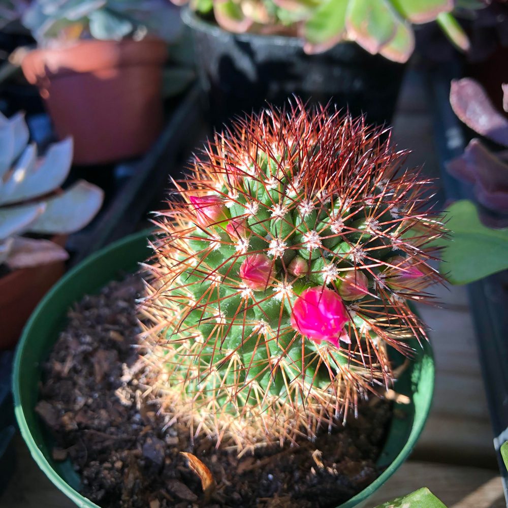 cute cactus with some bud of flowers