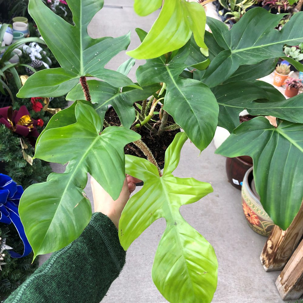Philodendron plant