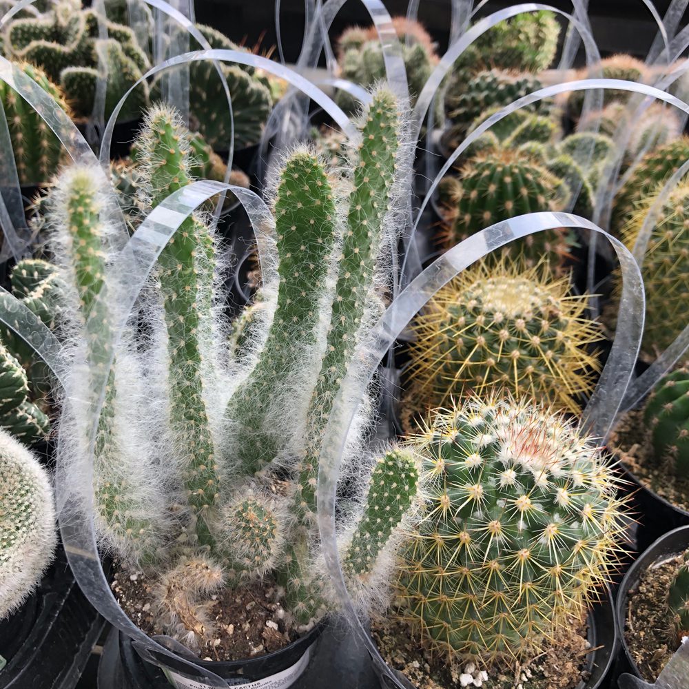 Asst Cactus