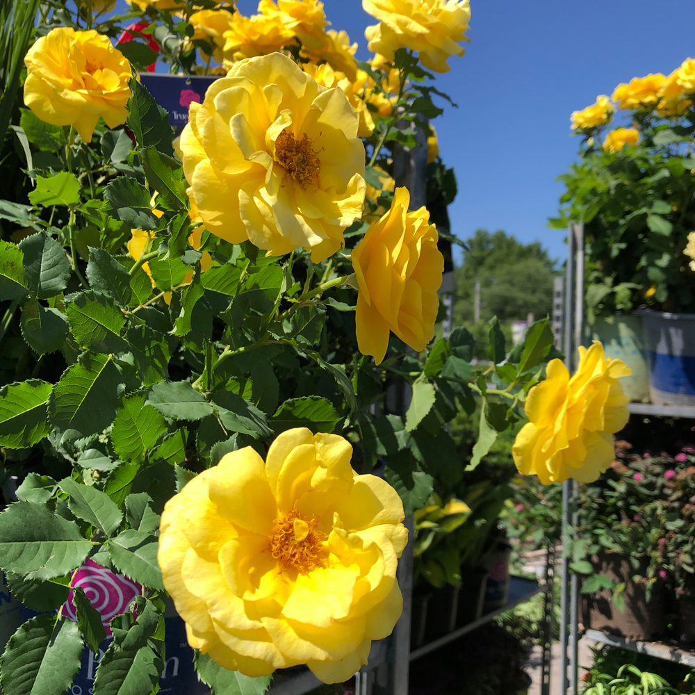 up-close shot of yellow roses up-close shot of yellow roses