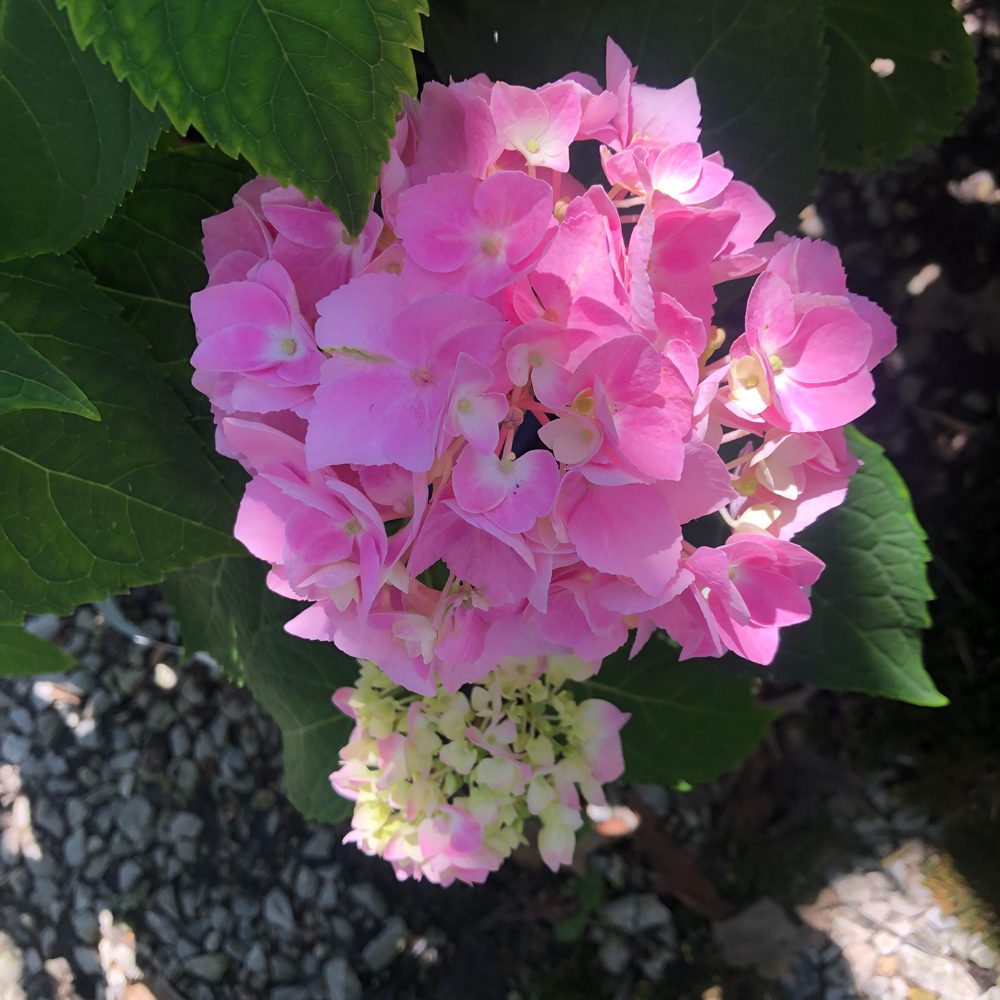 bright pink flowers bright pink flowers
