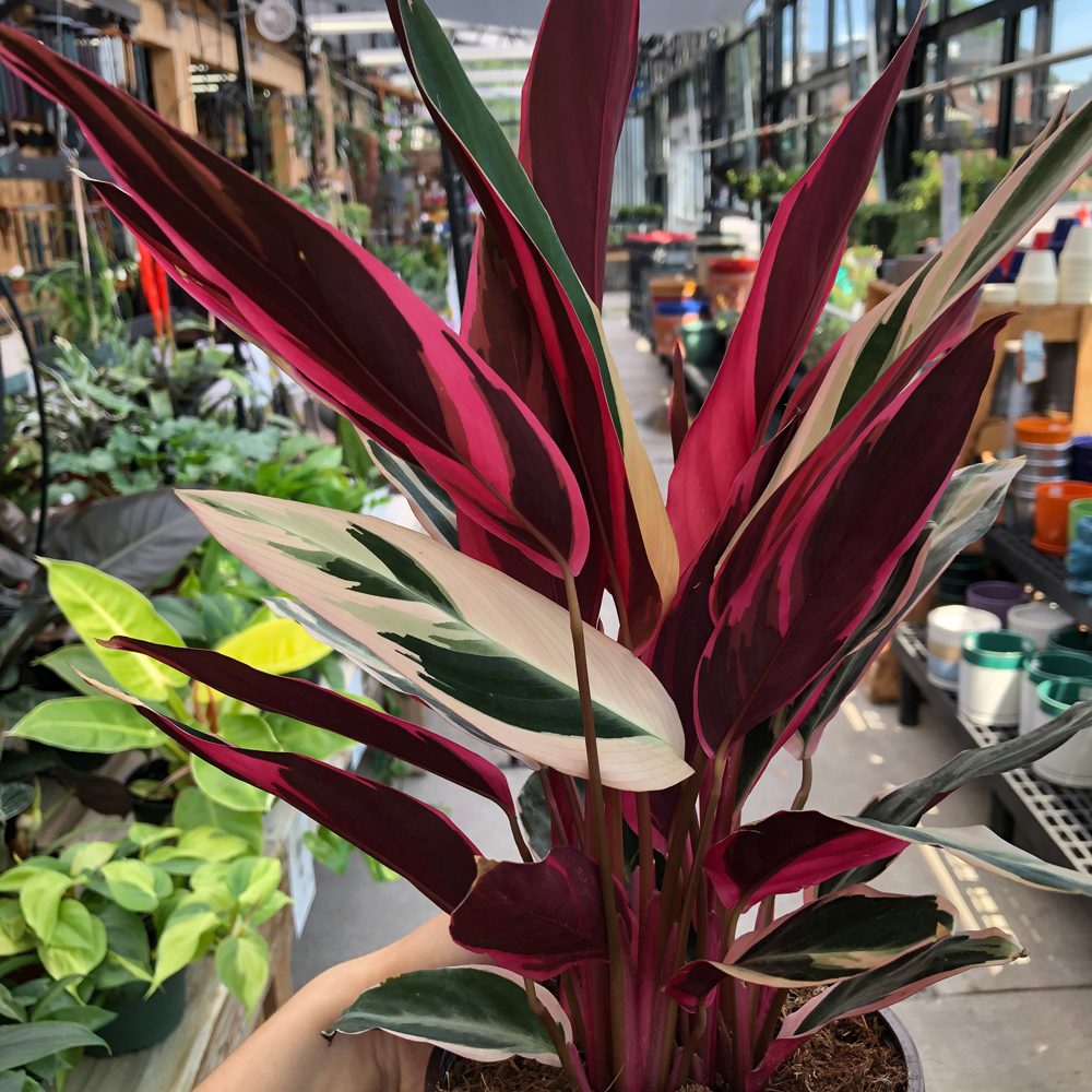 Stromanthe sanguinea - Triostar Prayer Plant