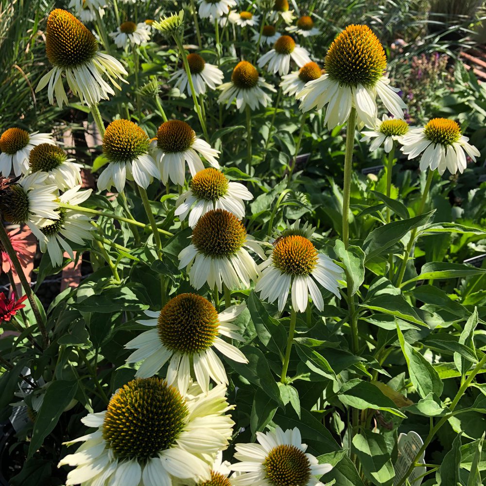 flowers with white petals flowers with white petals