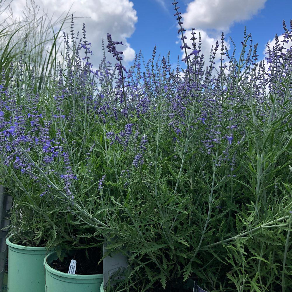 lavender lavender