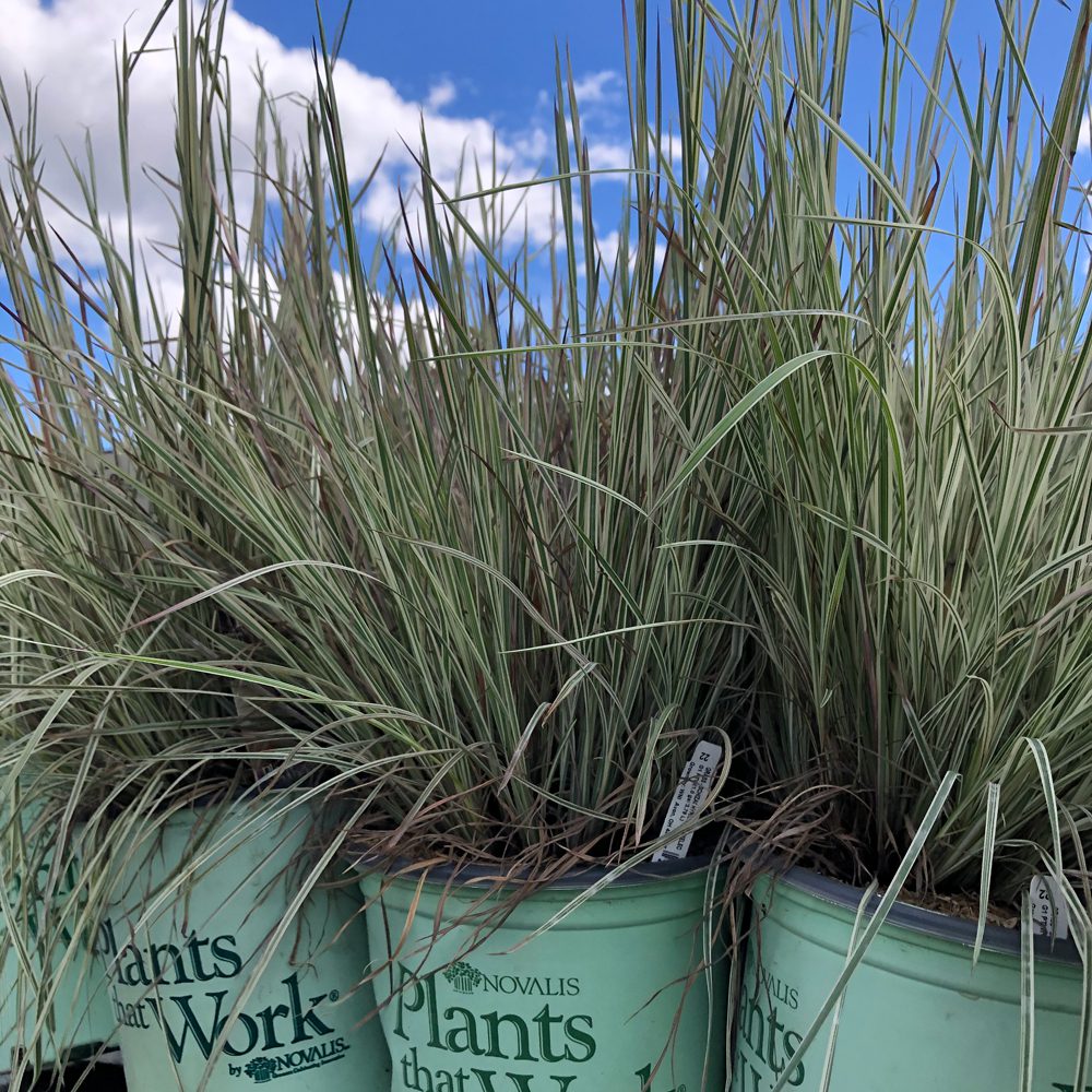 plants that work plants that work