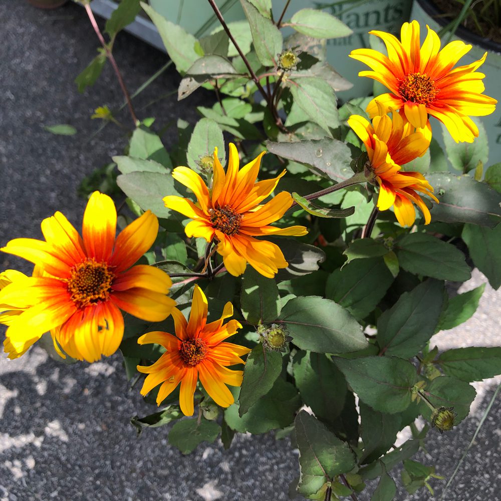 beautiful flowers with yellow and orange to red coloring beautiful flowers with yellow and orange to red coloring