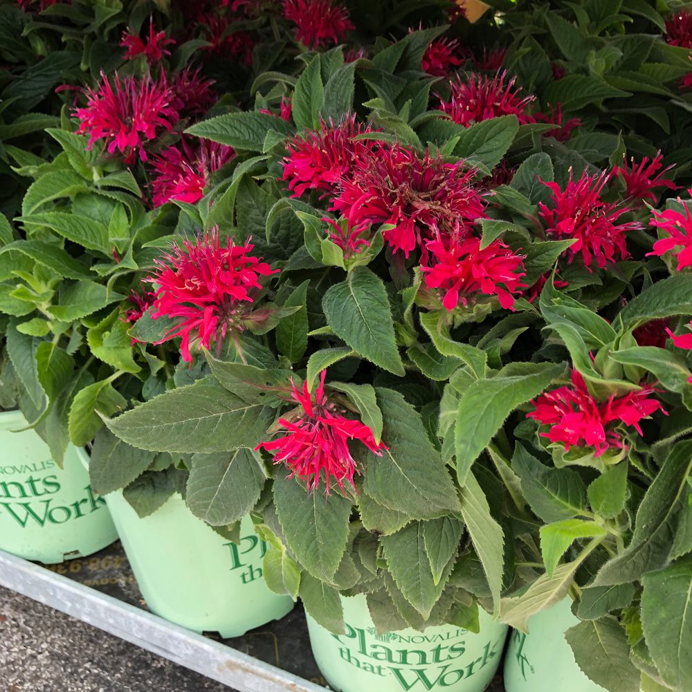 red flower plant on Novalis' pot red flower plant on Novalis' pot