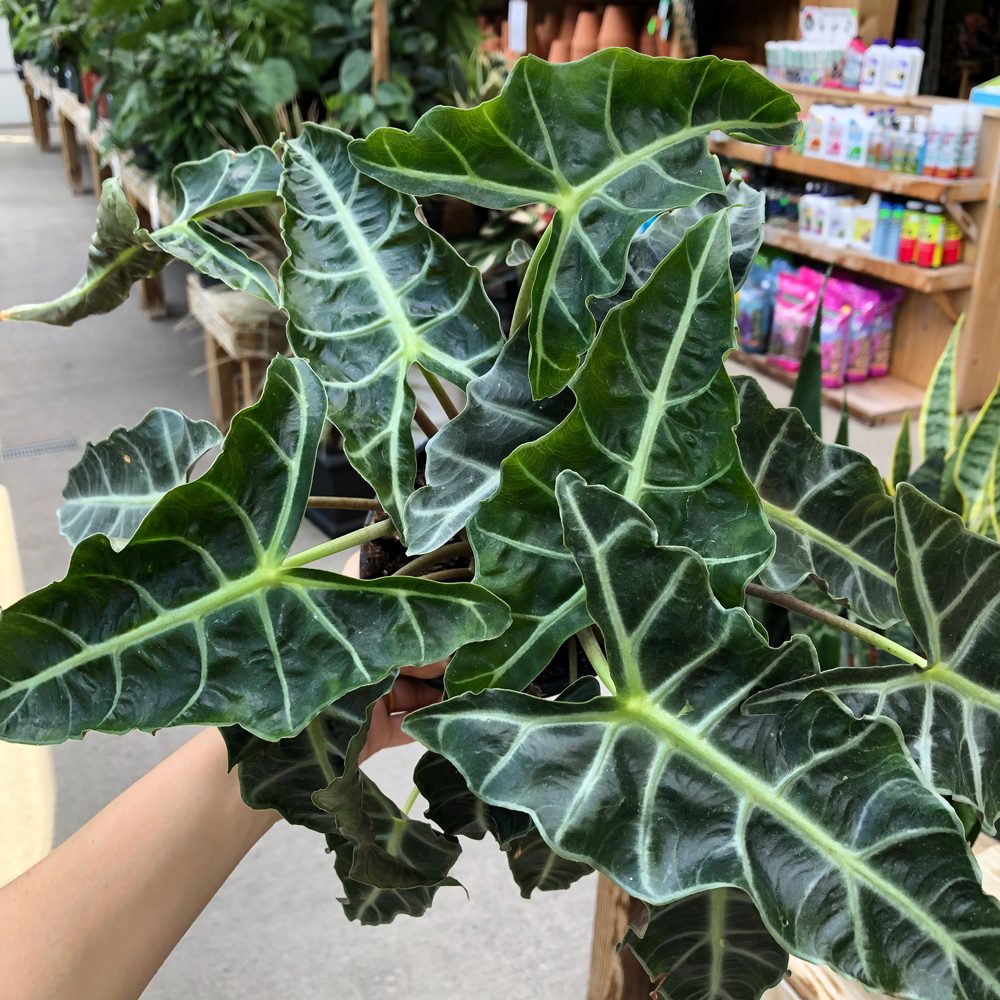Polly Alocasia