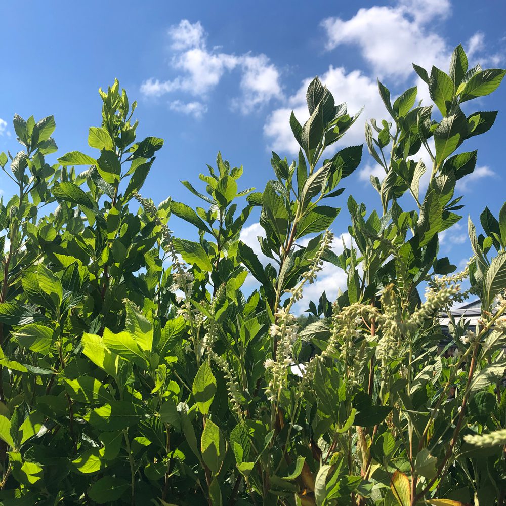 up-close shot of flowering plants with the sky as the background up-close shot of flowering plants with the sky as the background
