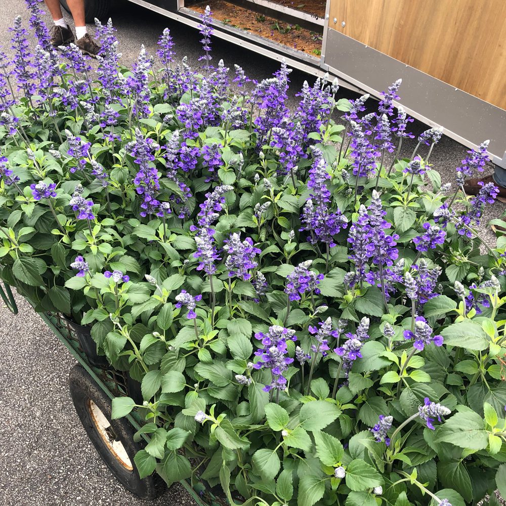beautiful violet color flowers on a cart beautiful violet color flowers on a cart