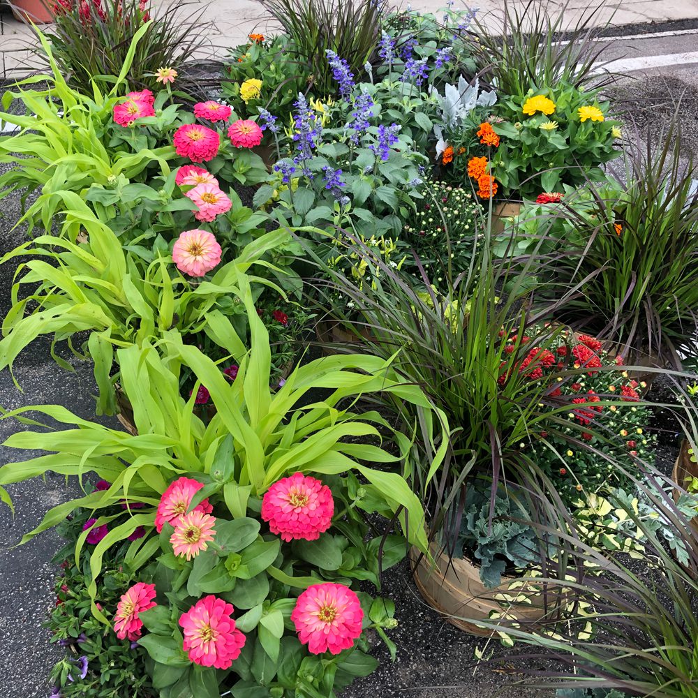 different kinds of colorful flowering plants different kinds of colorful flowering plants