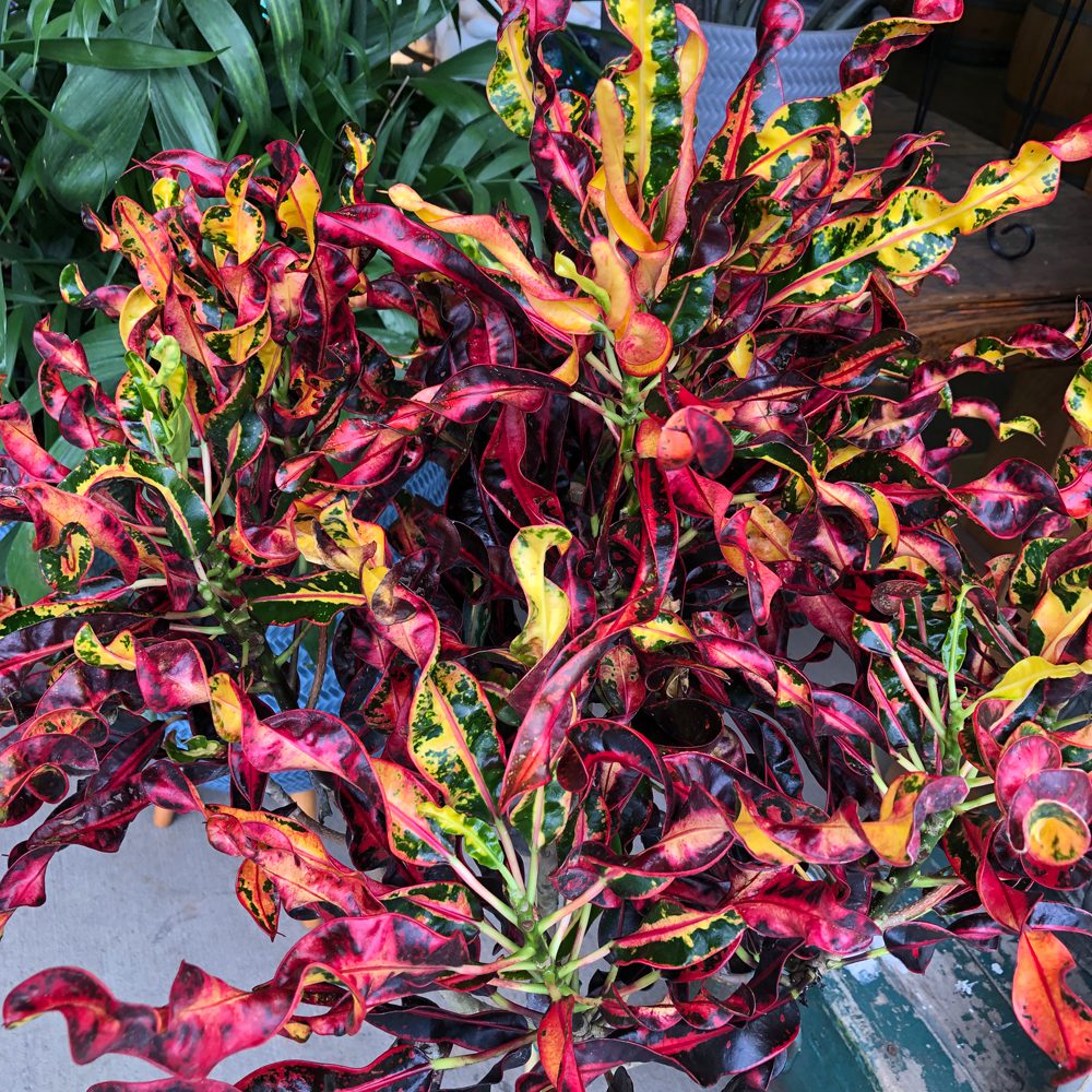Potted Tri-colored Corkscrew Croton