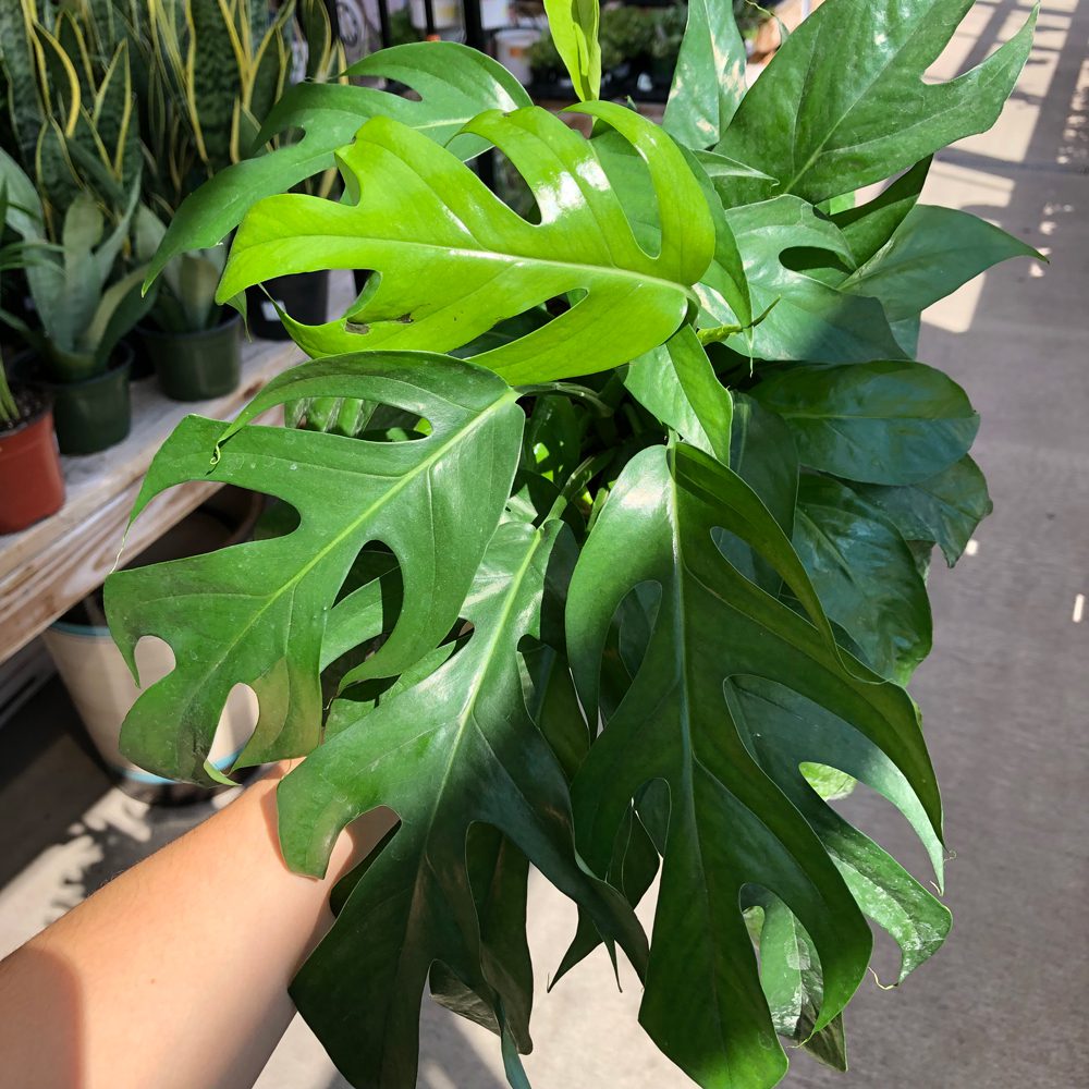 Monstera minima