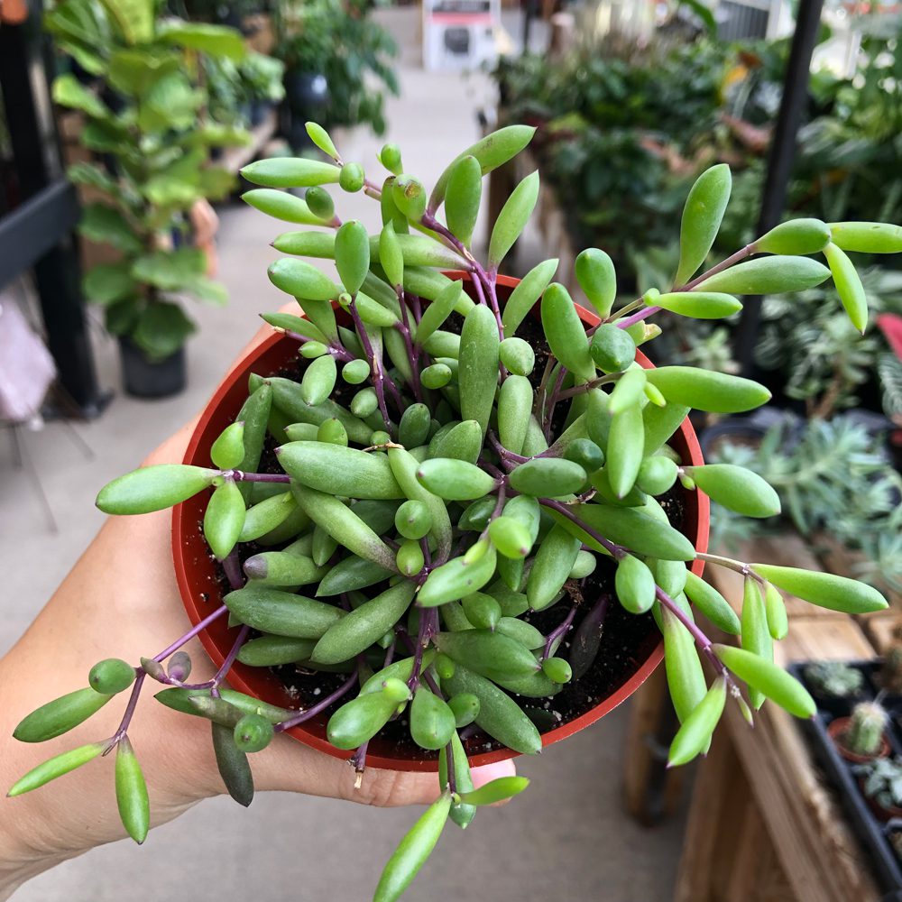 Othonna Capensis Ruby Necklace cutting