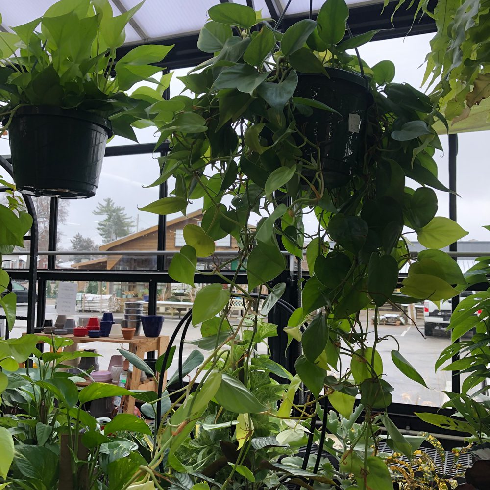 Pothos, Epipremmum aureum