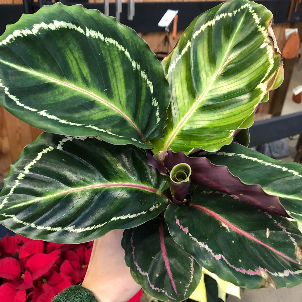Calathea roseopicta