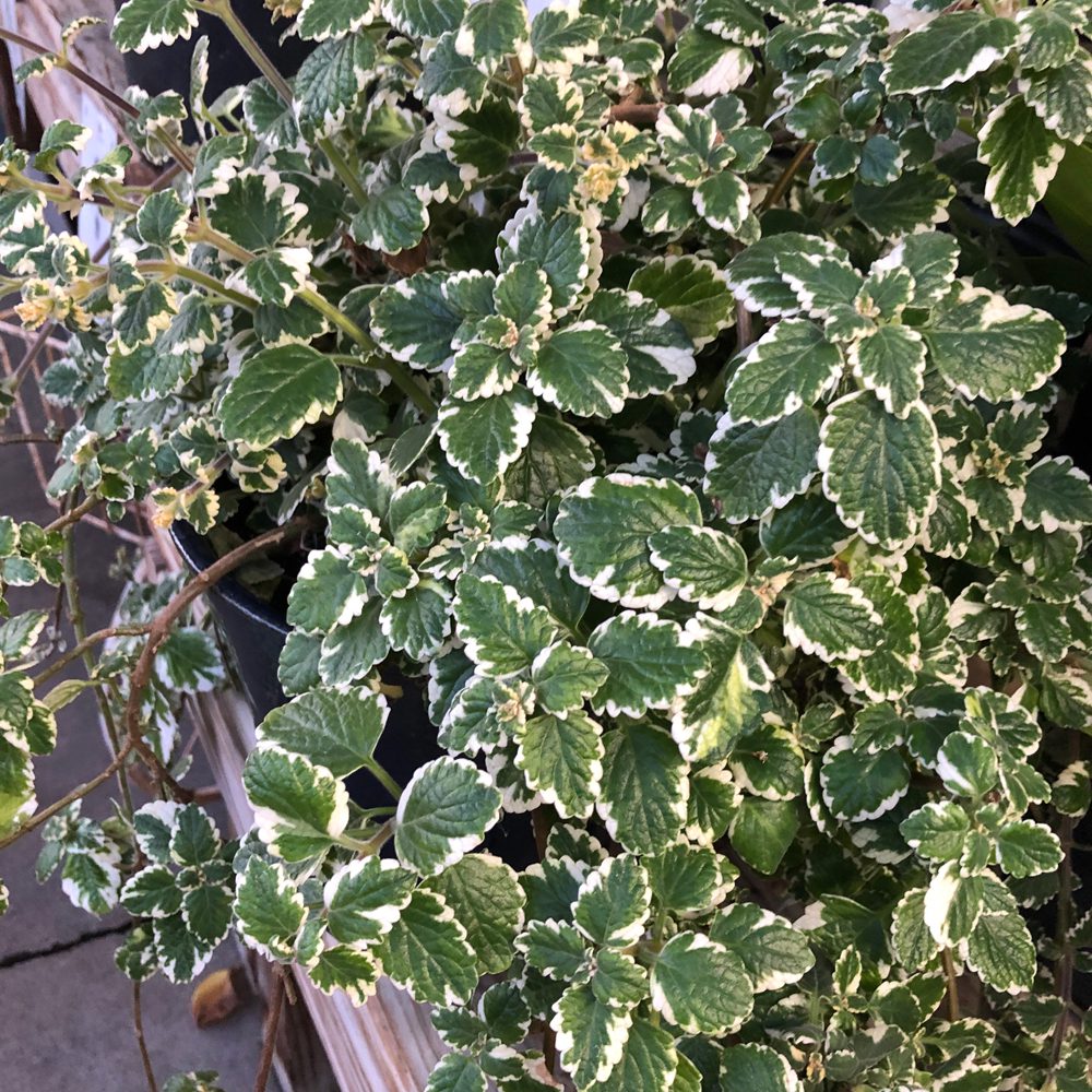 Swedish ivy, Plectranthus
