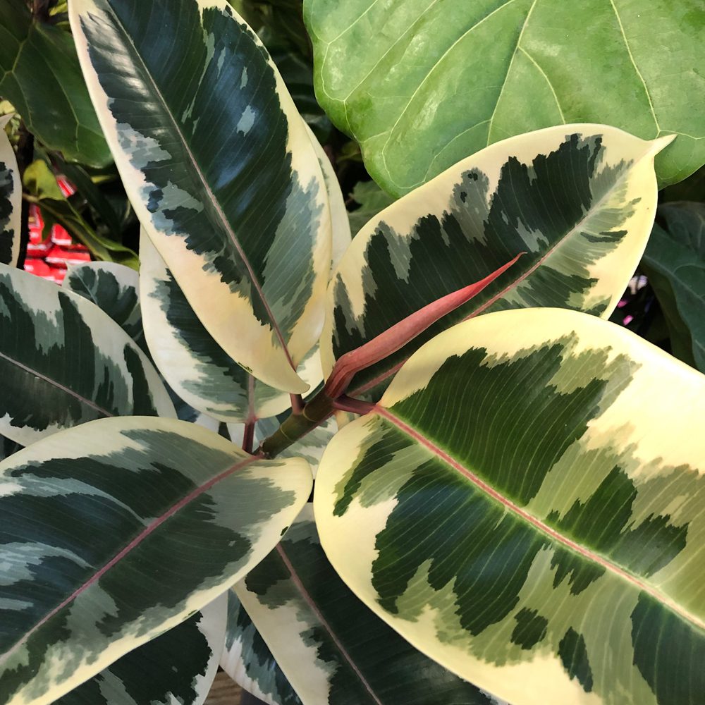 up close picture of variegated rubber plant