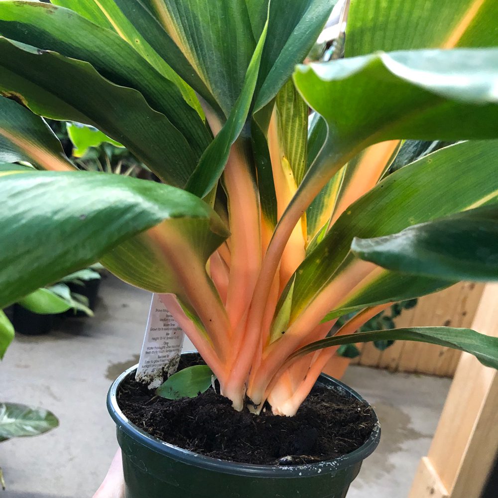 Chlorophytum Mandarin