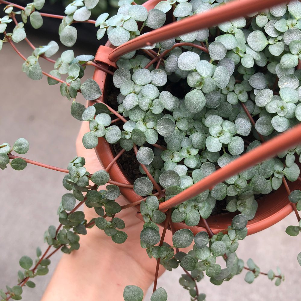 Pilea depressa