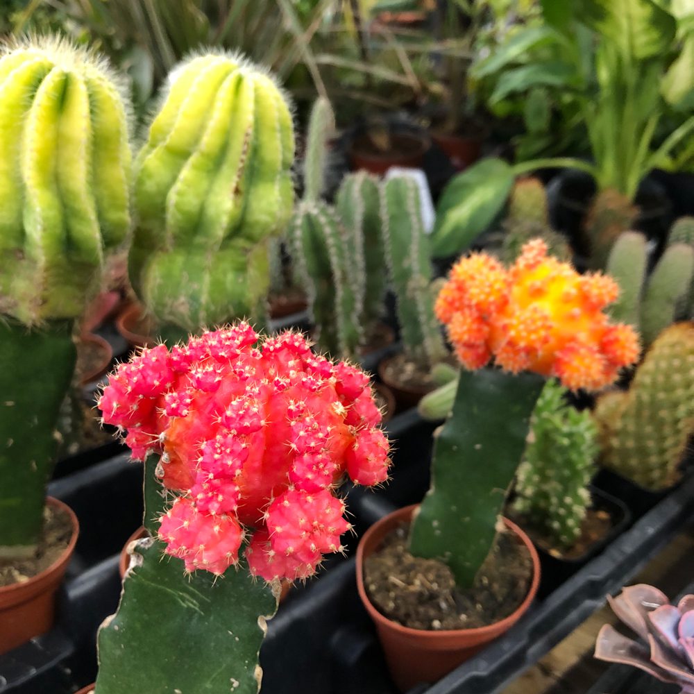 Gymnocalycium mihanovichii