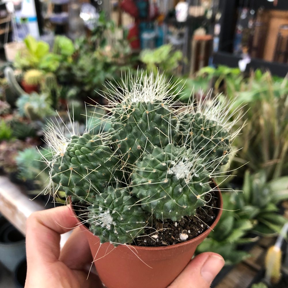 Mammillaria