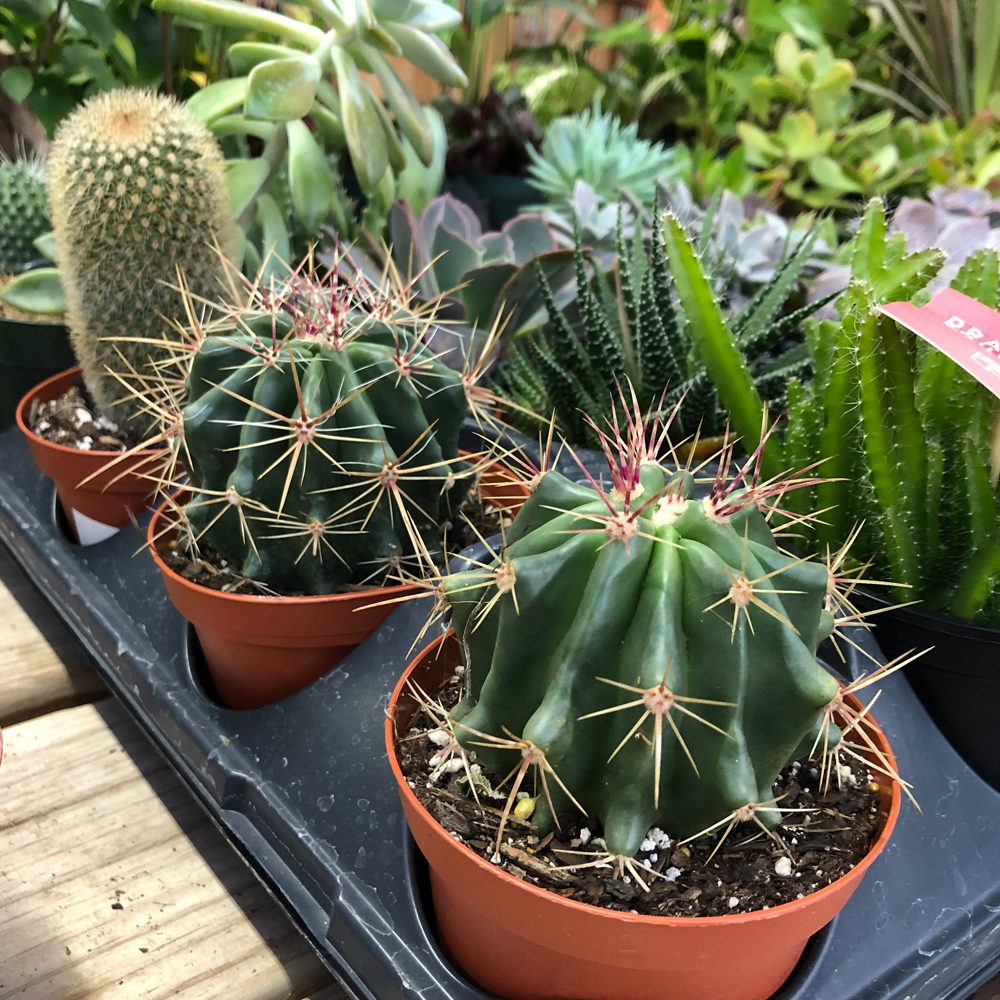 Ferocactus glaucescens