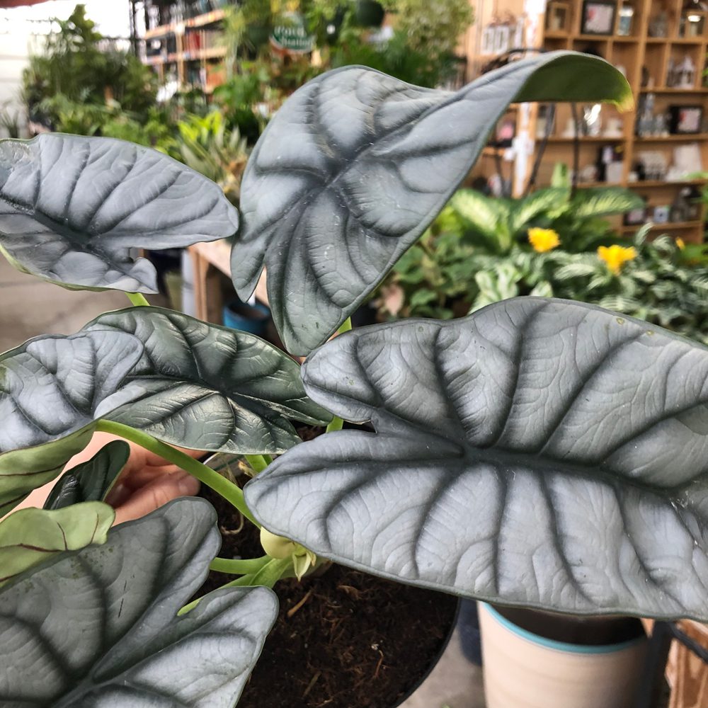 Alocasia "Silver Dragon"