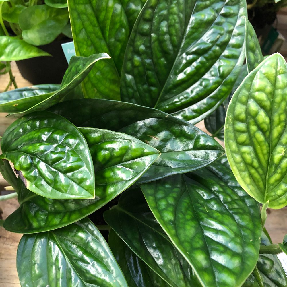 epipremnum pinnatum marble planet