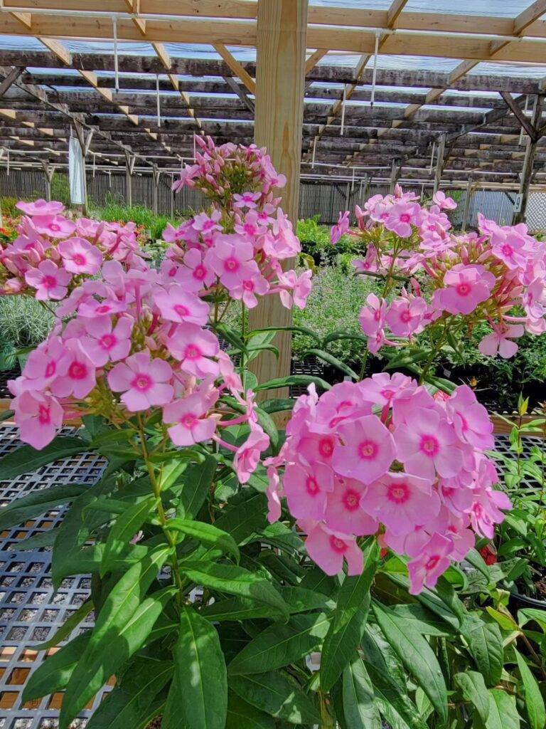 nursery 7